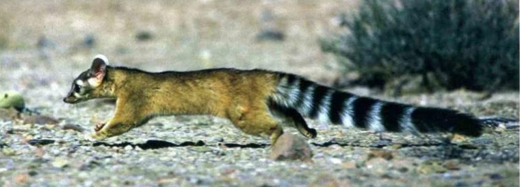 Mapache