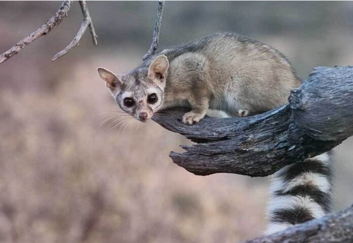 Mapache