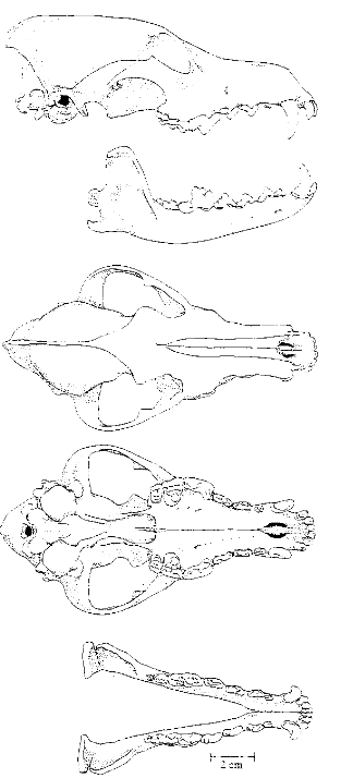 Coyote