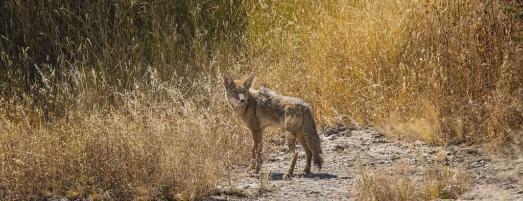 Coyote