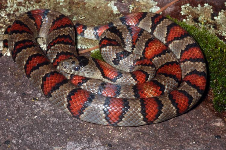 Falsa coralillo