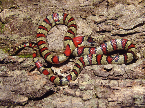 Falsa coralillo