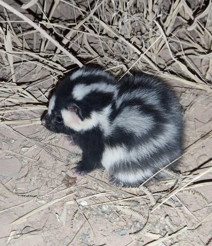 Zorrillo