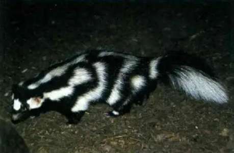 Zorrillo